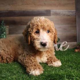 Mini Goldendoodle