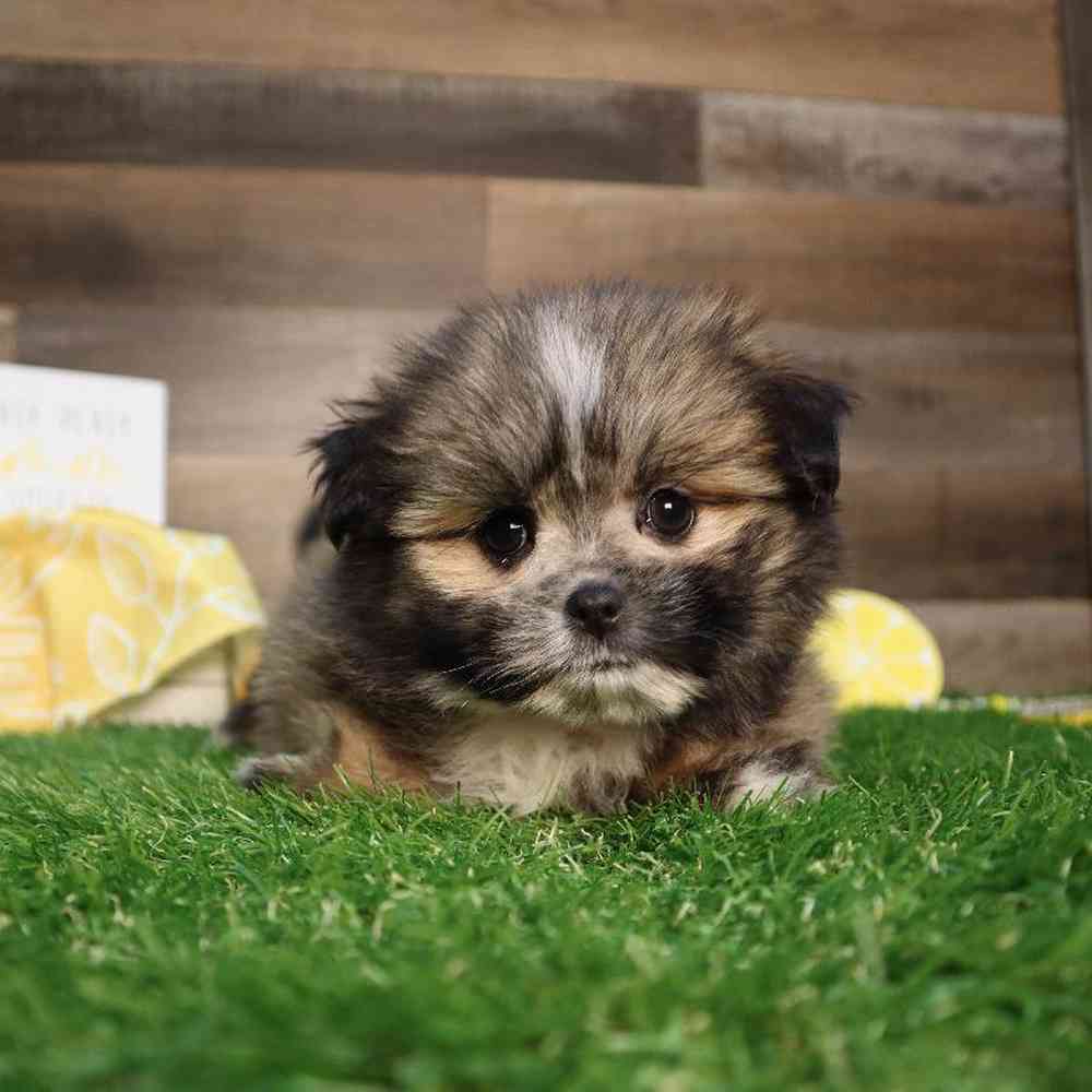 carousel pet images