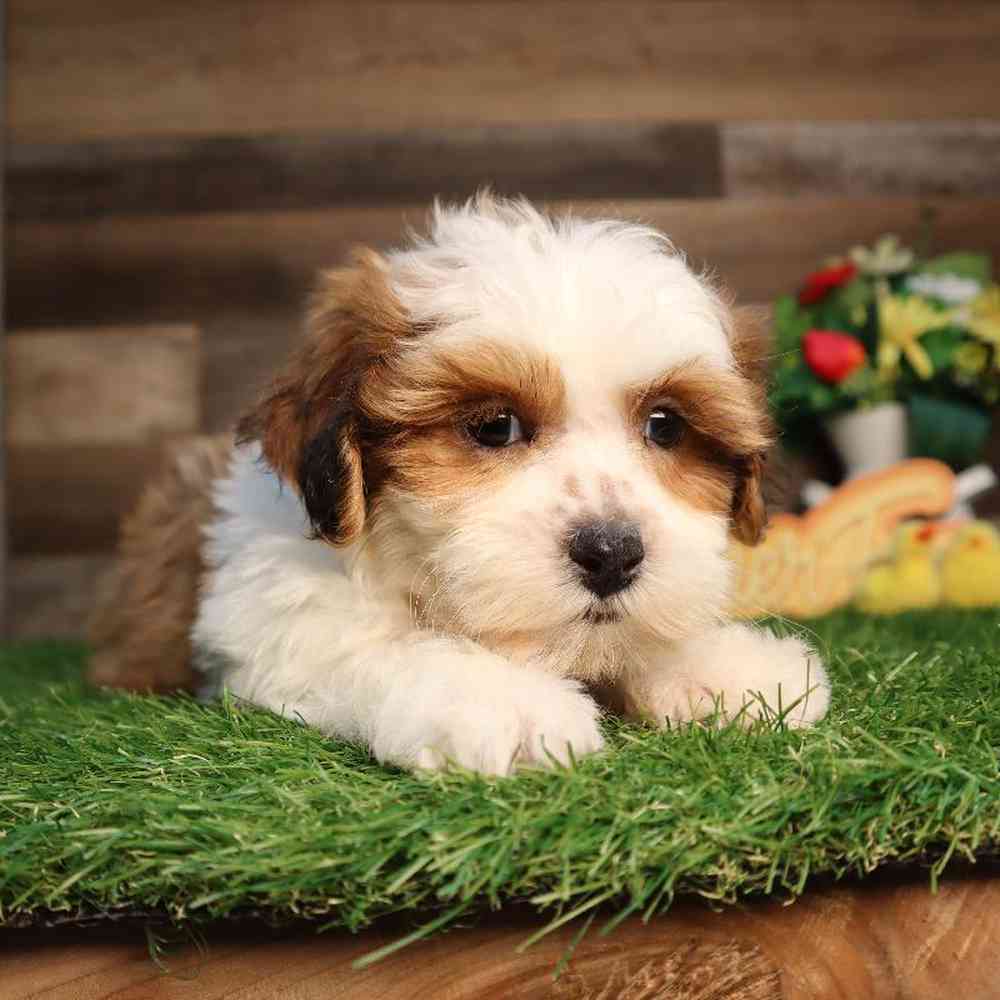 Shipoo Puppy for sale - Four Paws and a Tail
