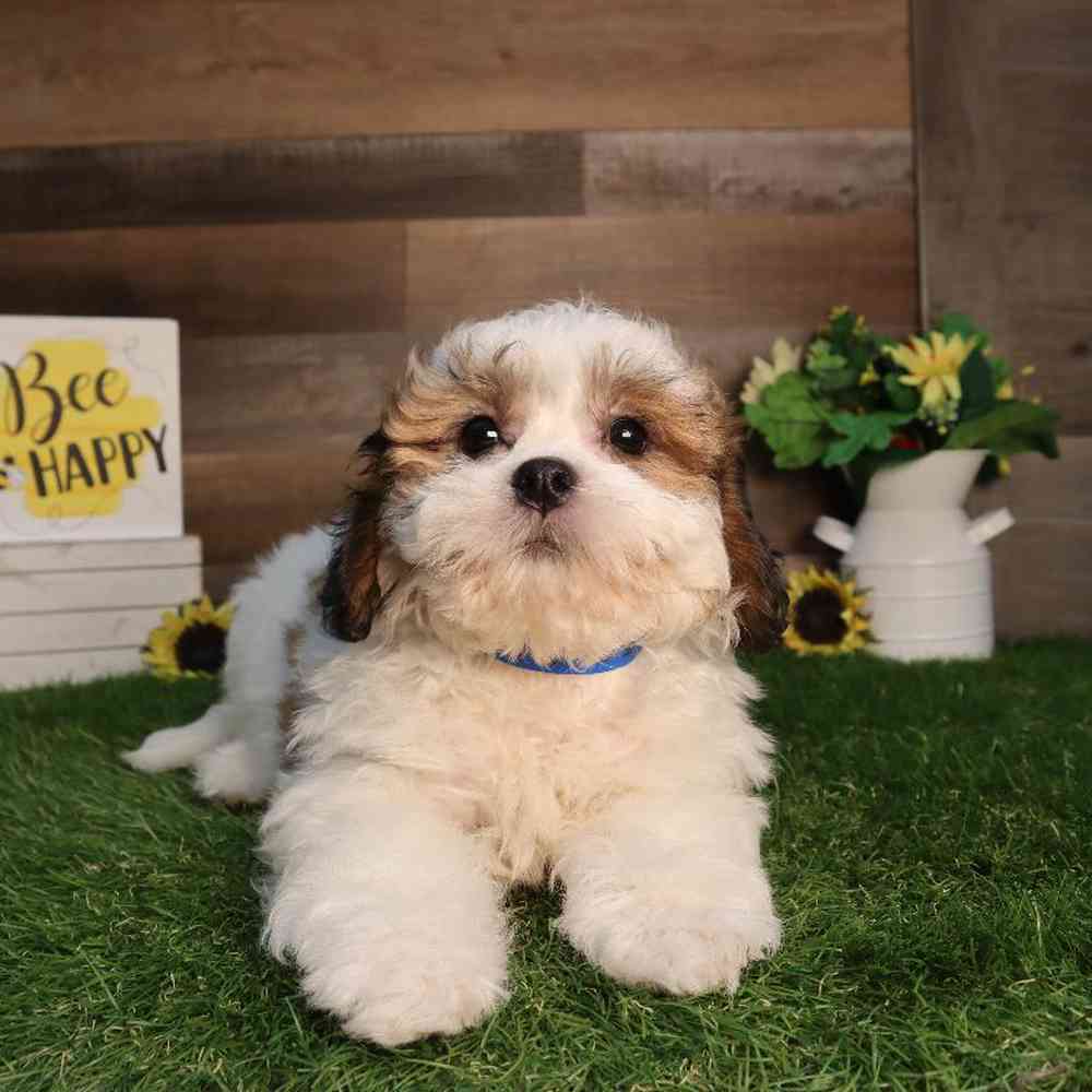carousel pet images