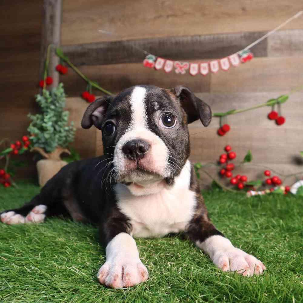 Male Boston Terrier Puppy for Sale in Blaine, MN
