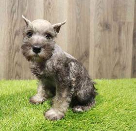 Mini Schnauzer