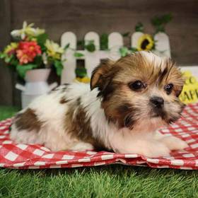 Shorkie