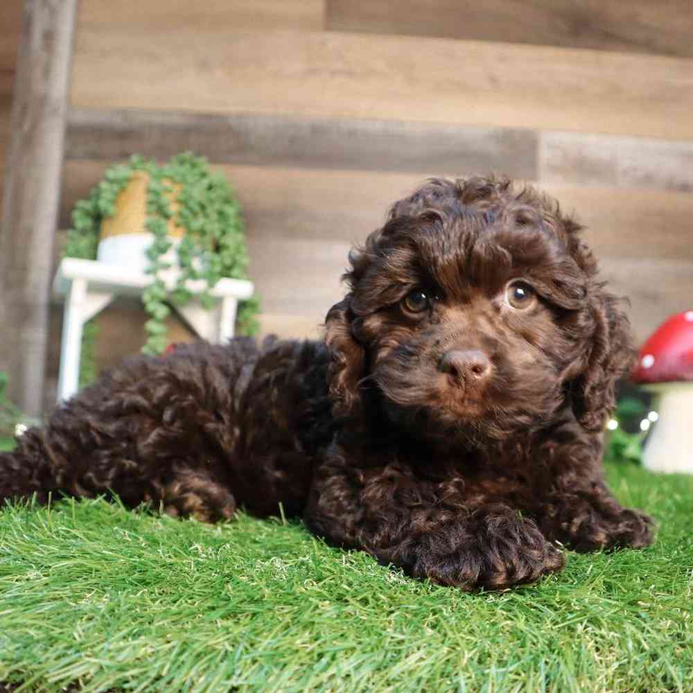 carousel pet images