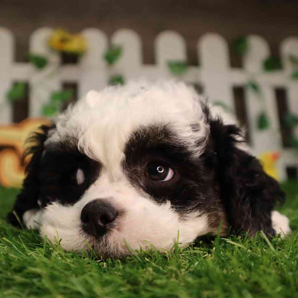 carousel pet images