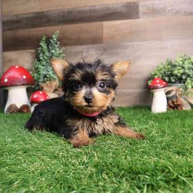Yorkshire Terrier