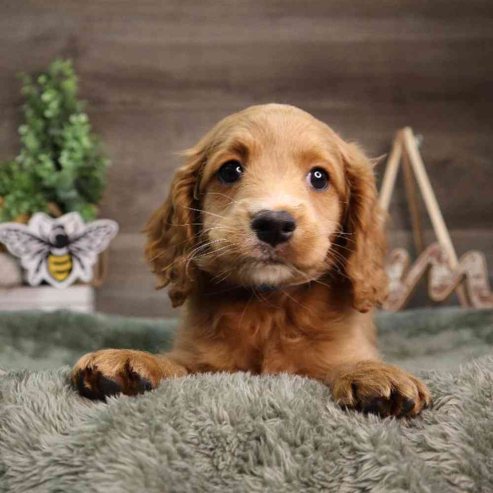 Male Cockapoo Puppy for Sale in Blaine, MN