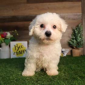 Bichon Frise