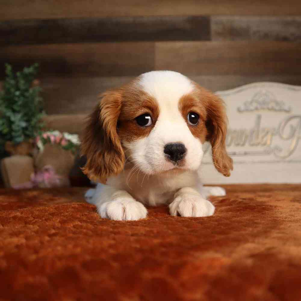 carousel pet images