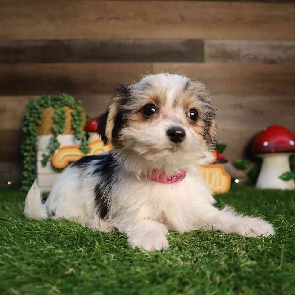 carousel pet images