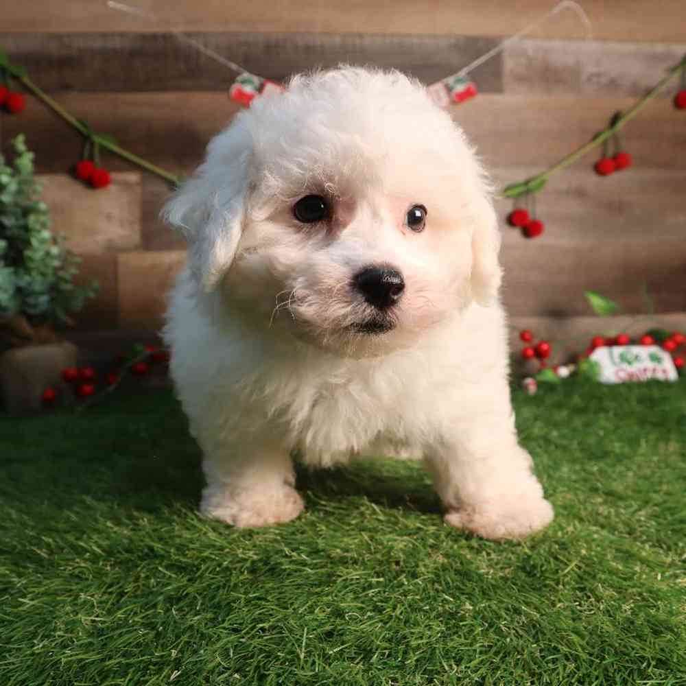 carousel pet images