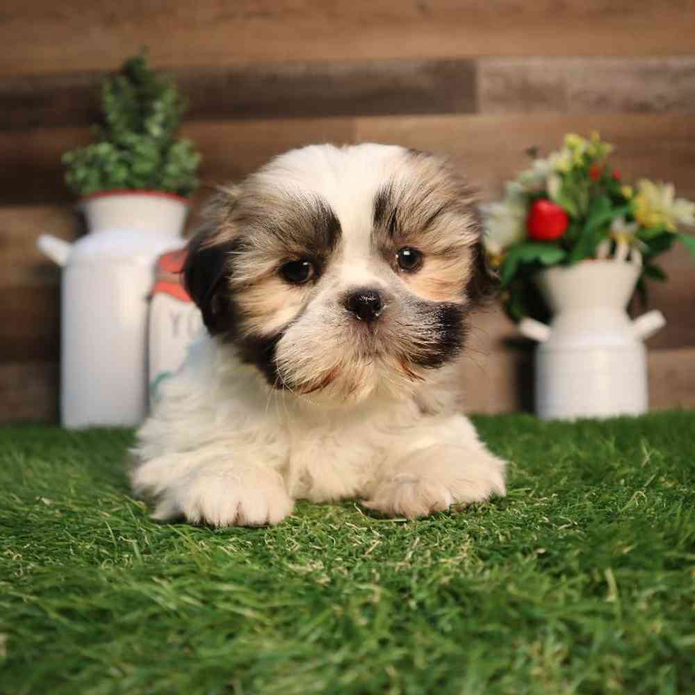 Male Shih Tzu Puppy for Sale in Blaine, MN