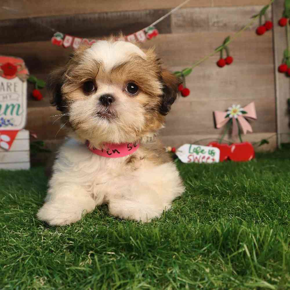 carousel pet images