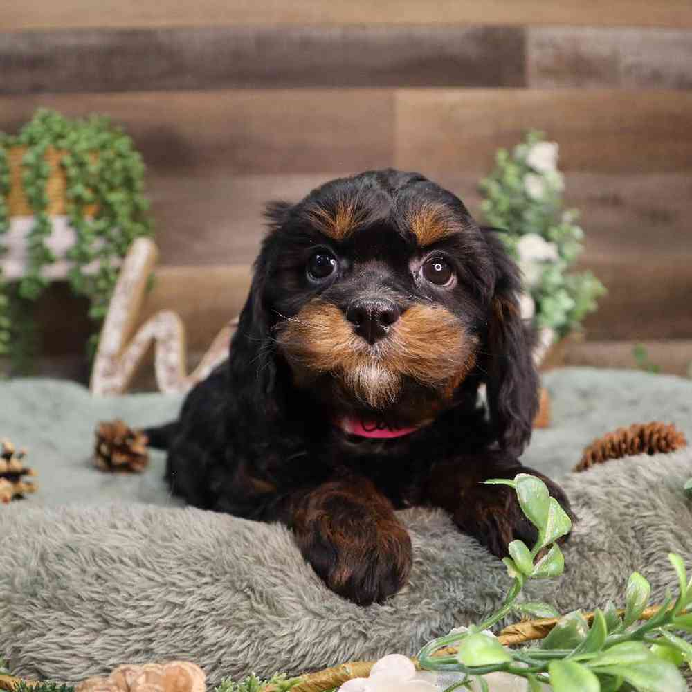 carousel pet images