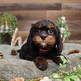 Cavapoo