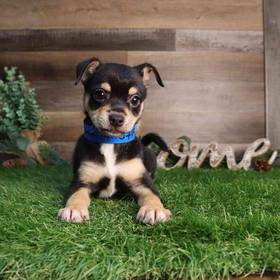 Chihuahua