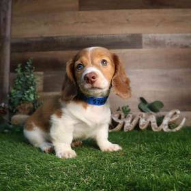 Dachshund