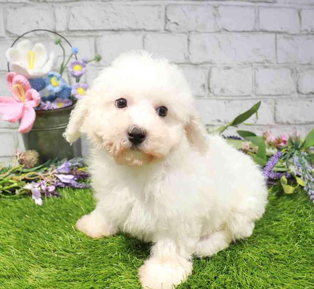 carousel pet images