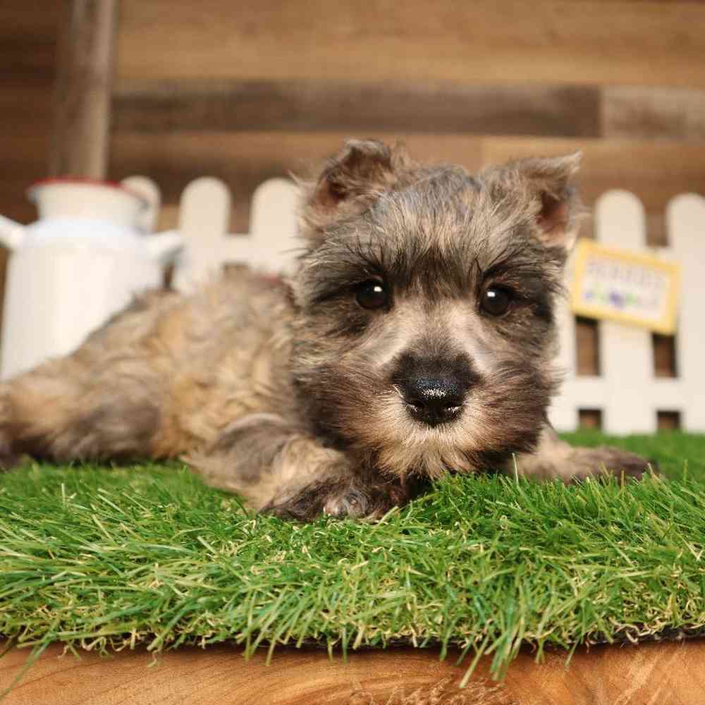 Female Mini Schnauzer Puppy for Sale in Blaine, MN