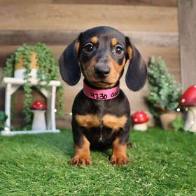 Dachshund