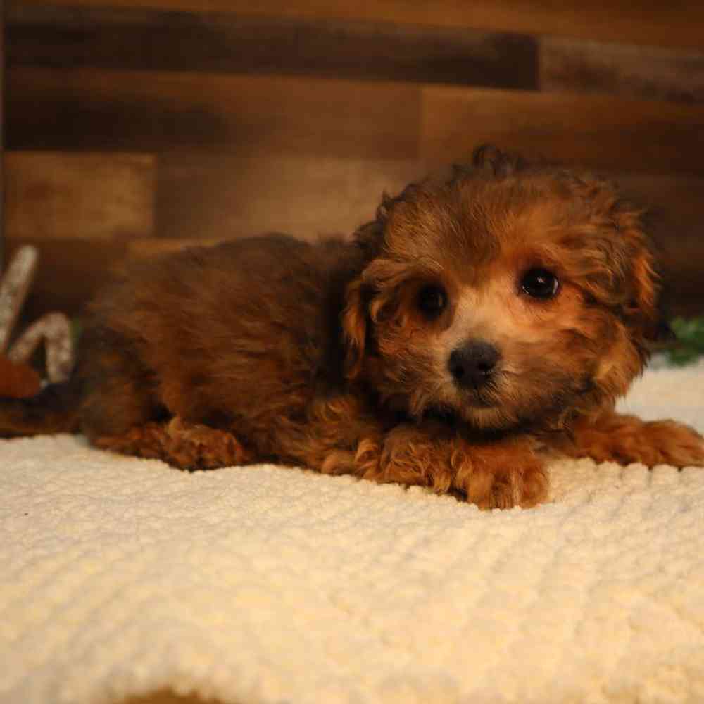 Male Bichon-Poo Puppy for Sale in Blaine, MN