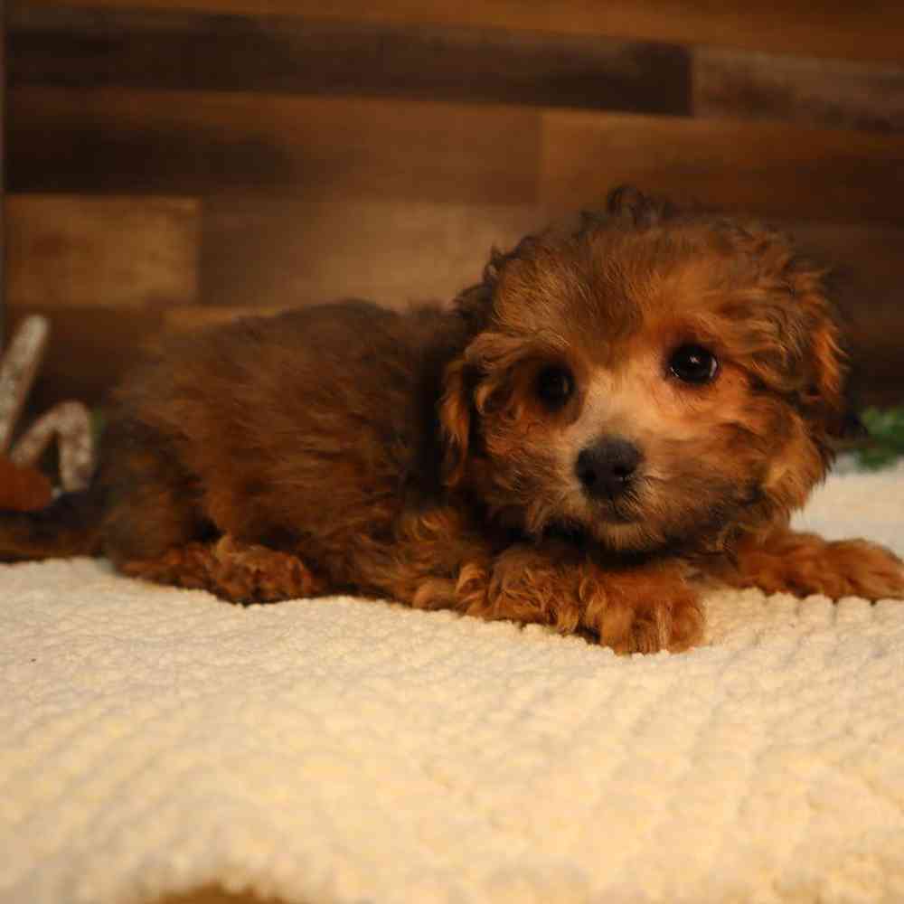 carousel pet images