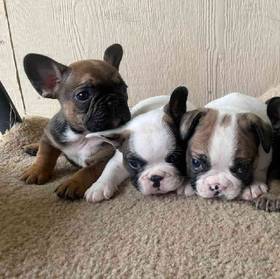 French Bulldog