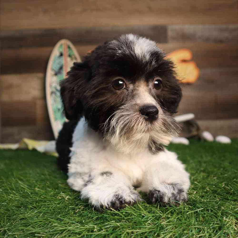 carousel pet images