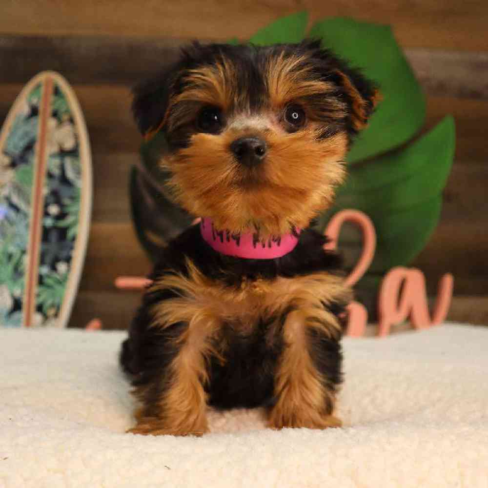 Puppy