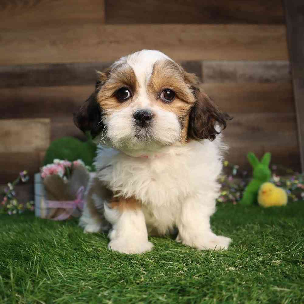 carousel pet images