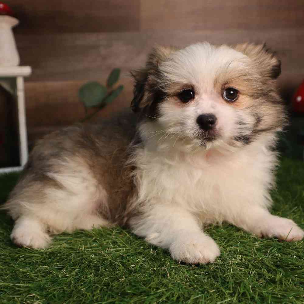 carousel pet images