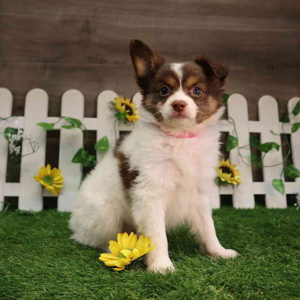 carousel pet images