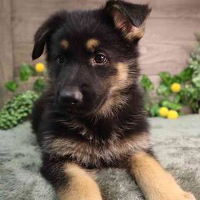 German Shepherd