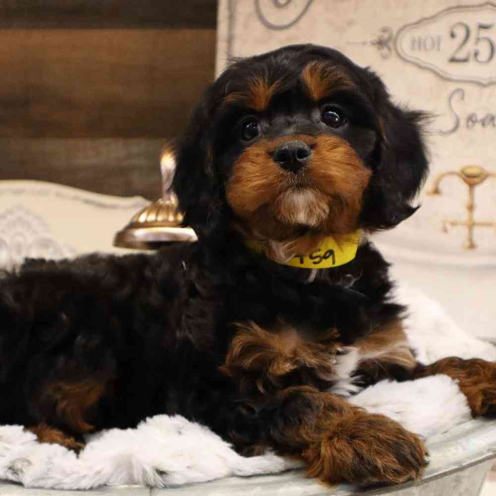 carousel pet images