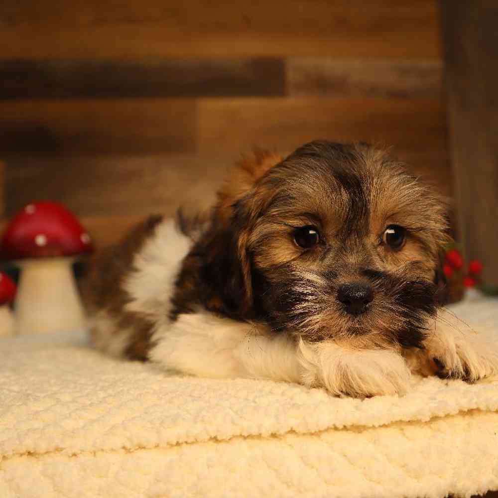 carousel pet images
