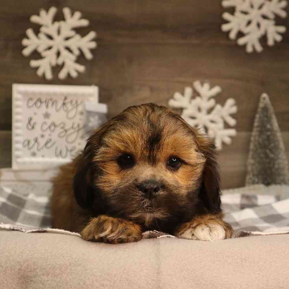 carousel pet images