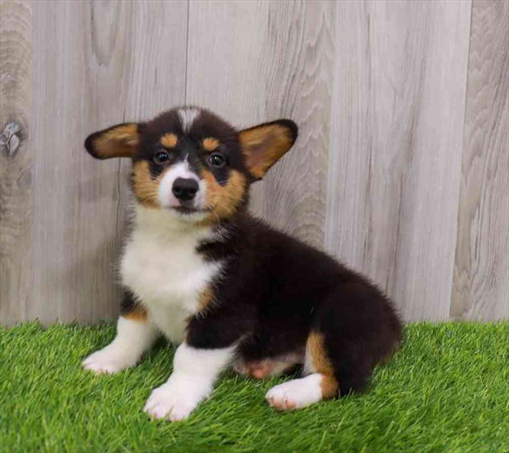 Pembroke Welsh Corgi Puppy for sale Four Paws and a Tail
