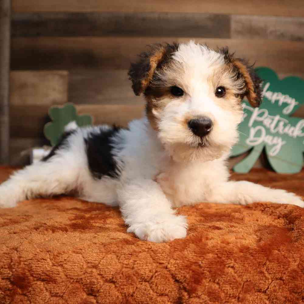 Female Wirehair Fox Terrier Puppy for Sale in Blaine, MN