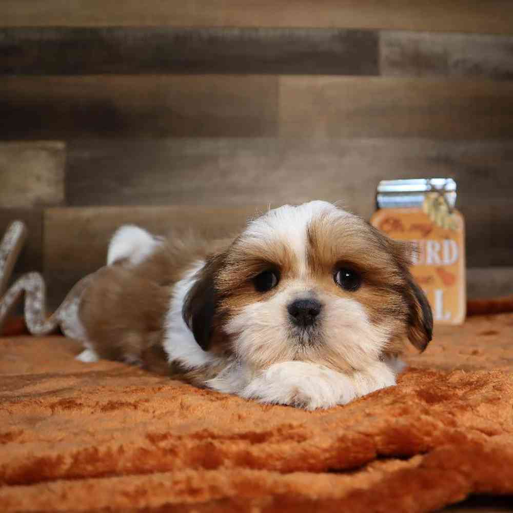 Welcome To Four Paws And A Tail Welcome to four paws and a tail