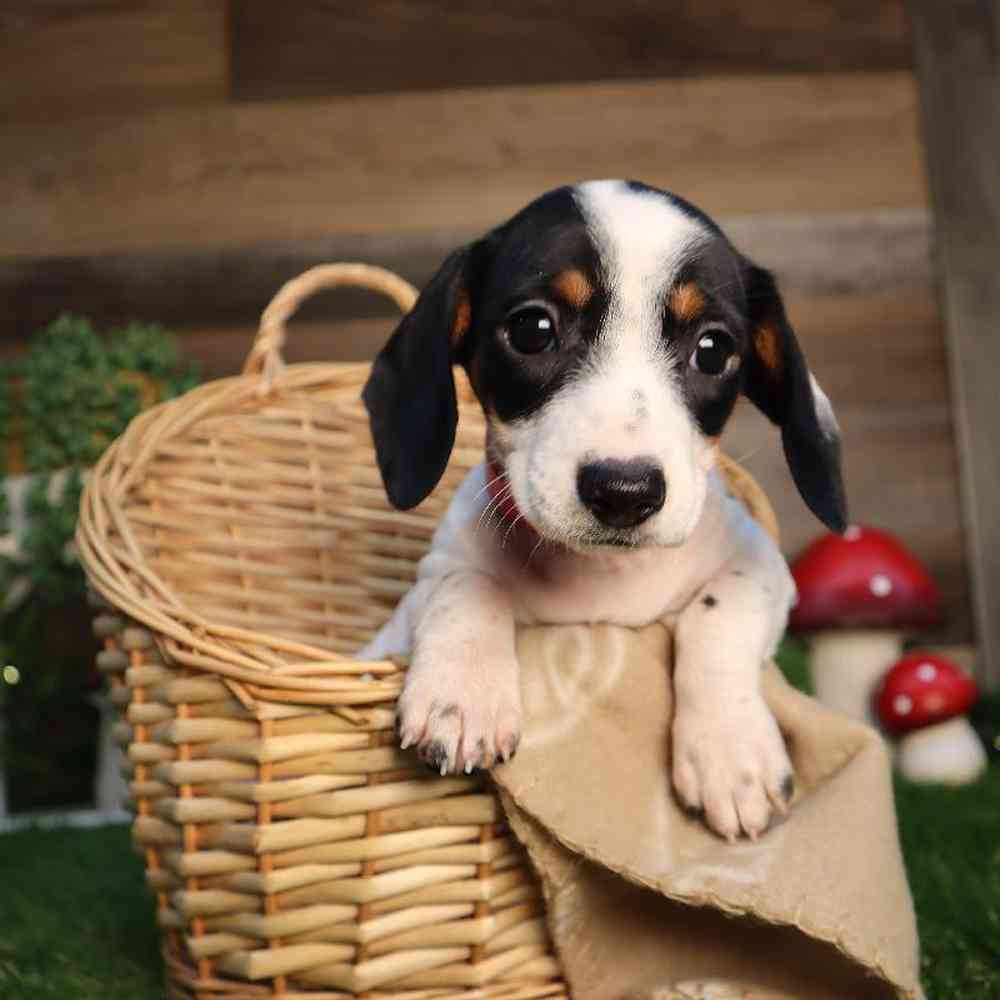 Female Dachshund Puppy for Sale in Blaine, MN