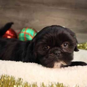Shih Tzu