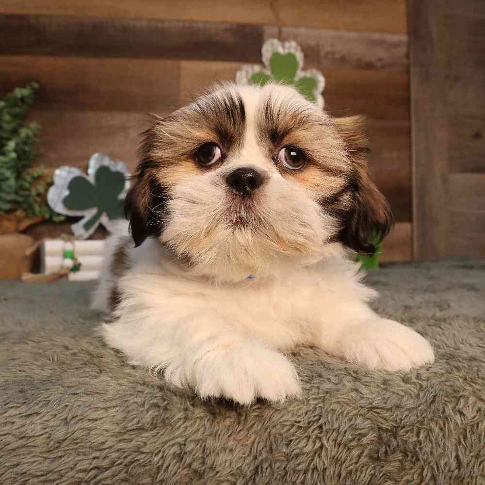 carousel pet images