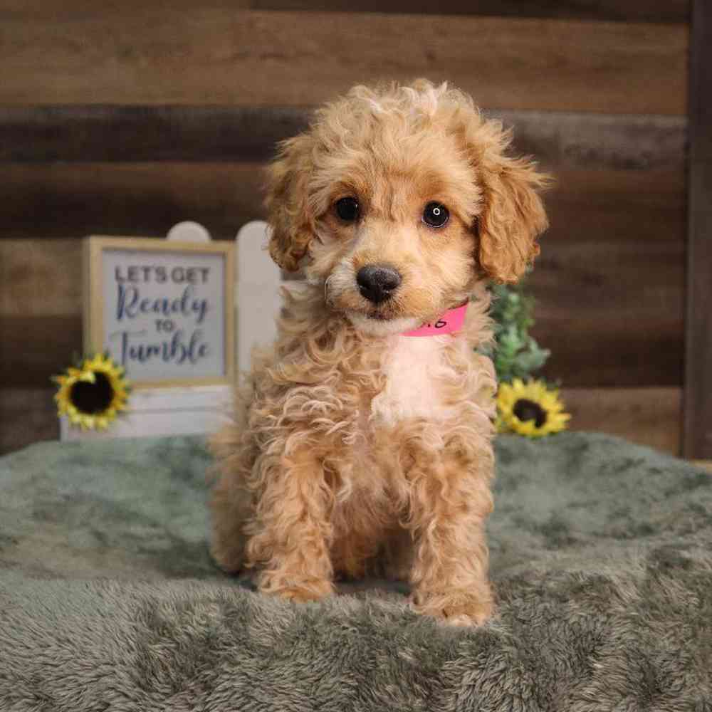 Female Poodle Puppy for Sale in Blaine, MN