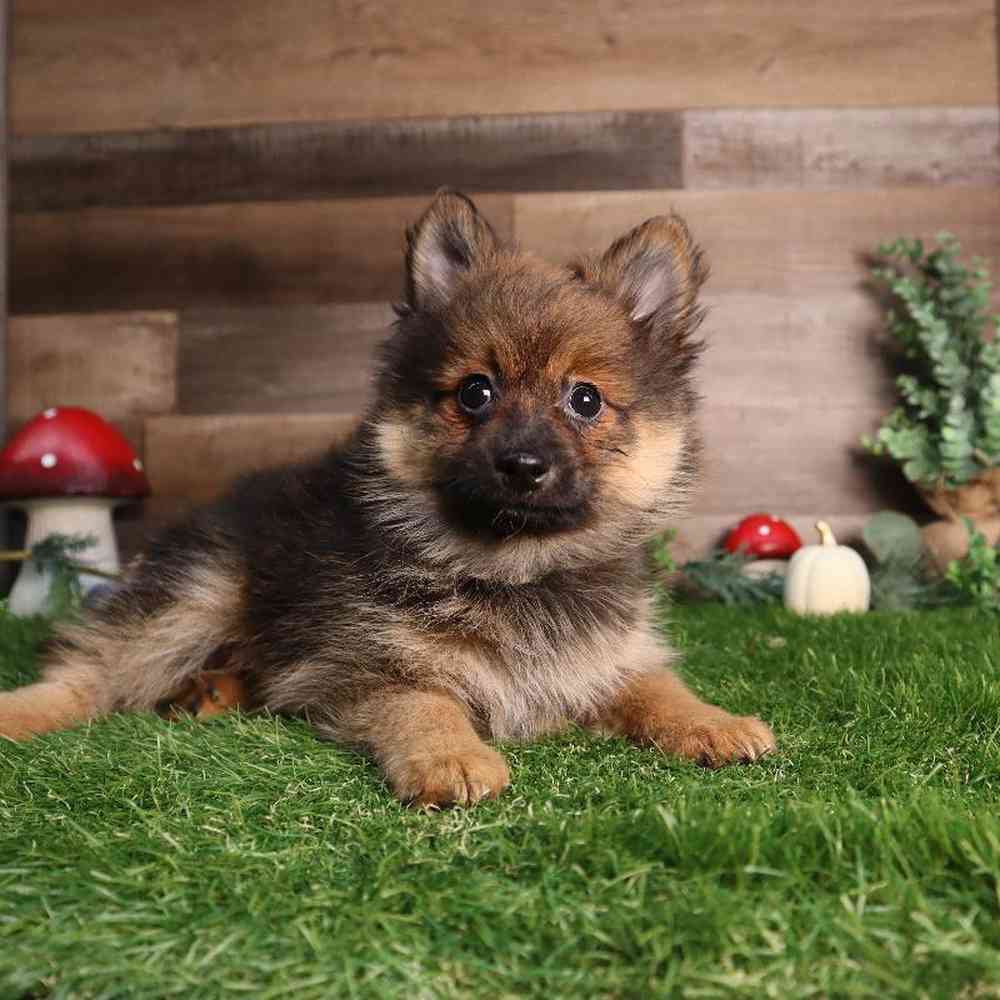 Male Pomeranian Puppy for Sale in Blaine, MN