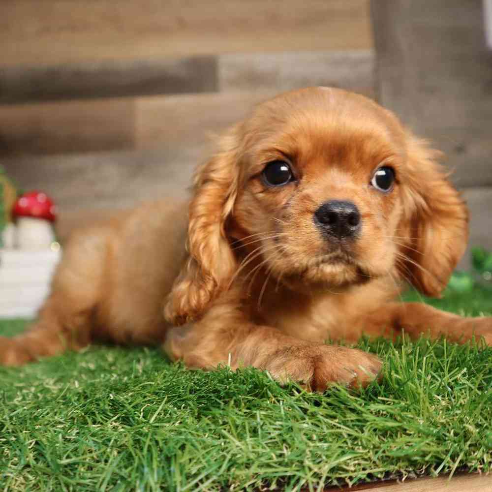 carousel pet images