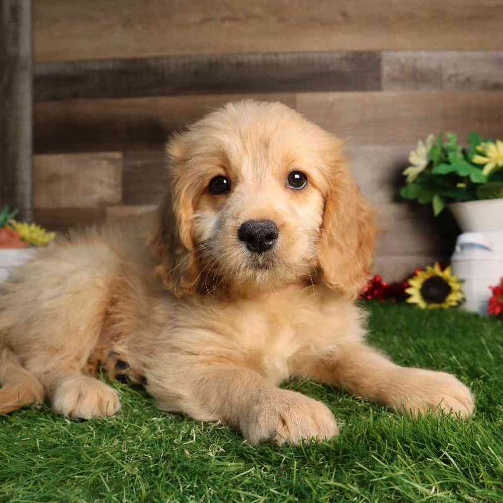 carousel pet images