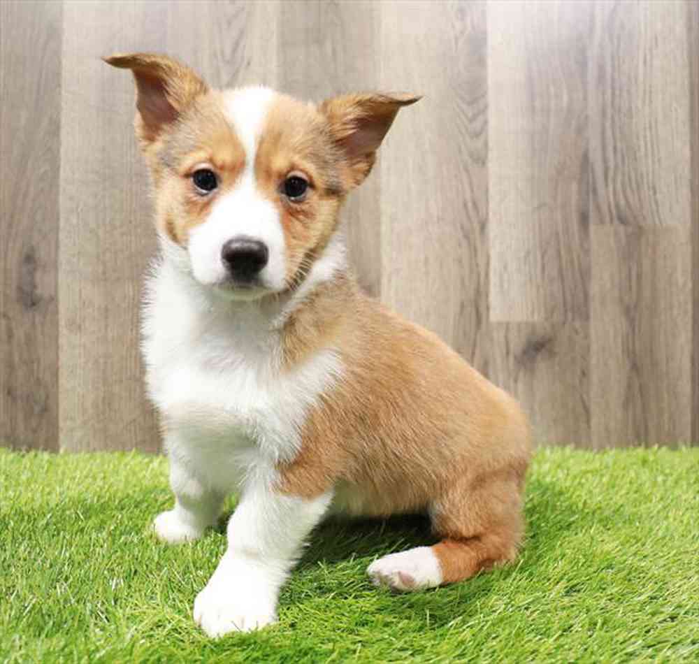 carousel pet images