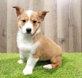 Pembroke Welsh Corgi