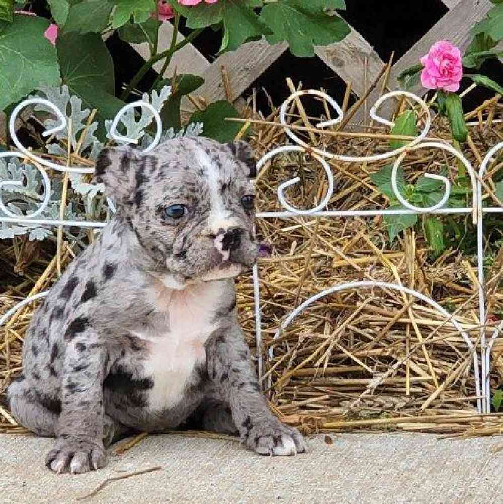 carousel pet images