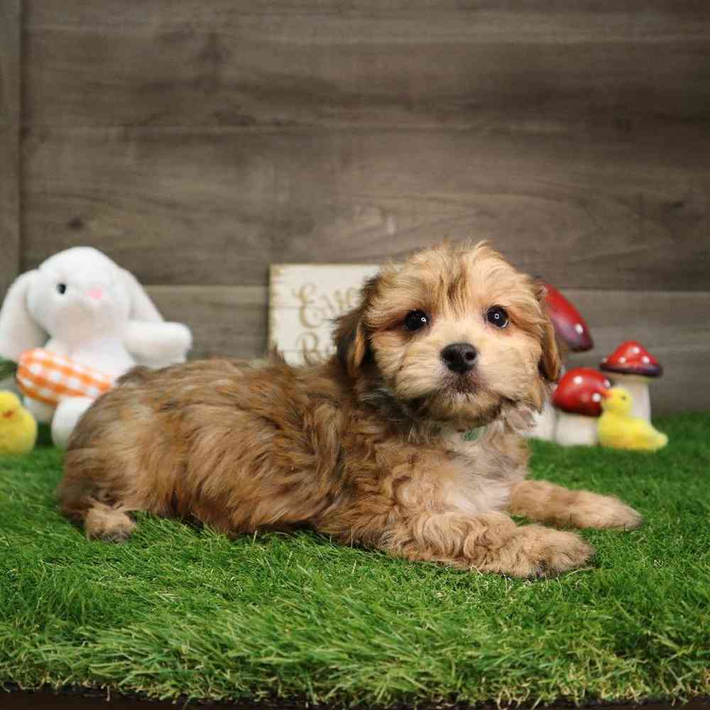carousel pet images